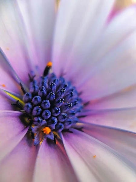 Fiore Viola Nel Giardino — Foto Stock