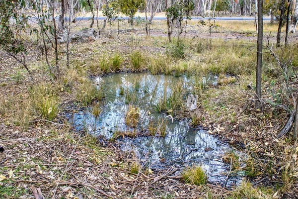 Пруд Отражением Воды Бушленде Эммавилле Новый Южный Уэльс Острал — стоковое фото