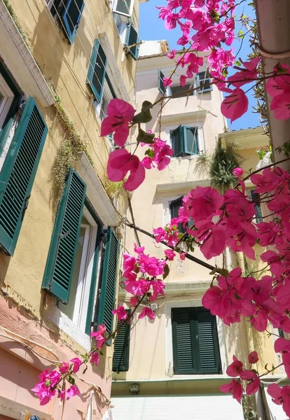 Vertical Closeup Beautiful Bougainvillea Glabra Flowers Outdoor Floral Decoration — Stock Photo, Image