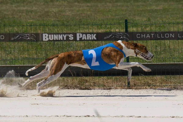 Fransa 'nın Chatillon la Palud şehrinde yarışan bir Macar tazı köpeği.