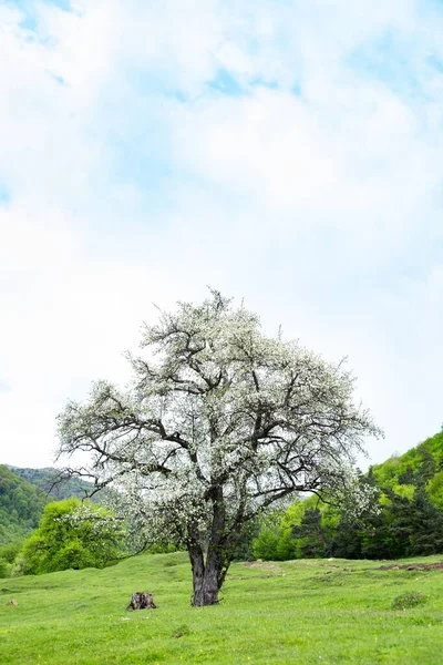 Ormanlık bir tepenin arka planında çiçek açmış bir ağacın dikey görüntüsü.