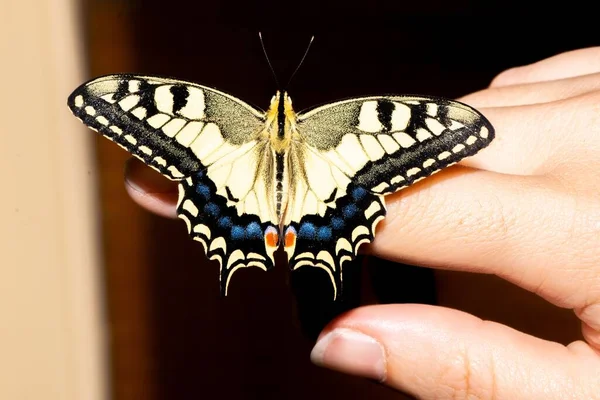 Oude Zwaluw Papilio Machaon Exotische Kleurrijke Vlinder Een Vinger Een — Stockfoto