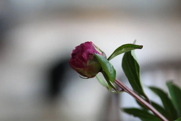 Foco Raso Uma Peônia Chinesa Rosa — Fotografia de Stock