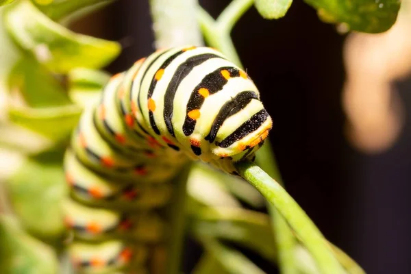 Zbliżenie Głowy Egzotyczne Kolorowe Gąsienica Motyla Stary Świat Swallowtail Papilio — Zdjęcie stockowe