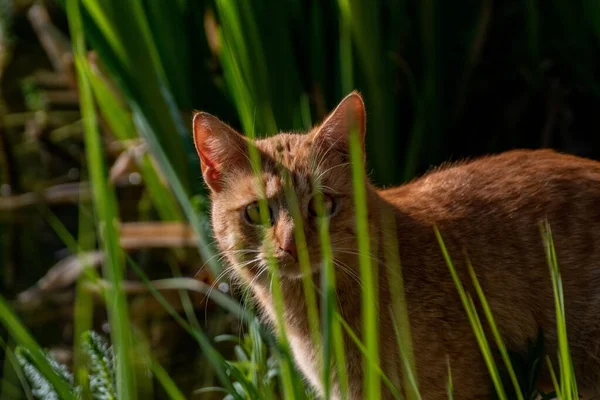 Yeşil Tarlada Duran Sevimli Bir Turuncu Kedinin Yakın Çekimi — Stok fotoğraf