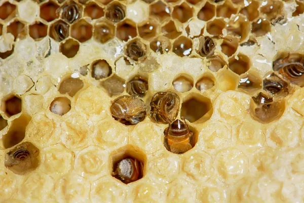 Dondurucu hava koşullarında bir cüce bal arısı yuvasının yakın çekimi.