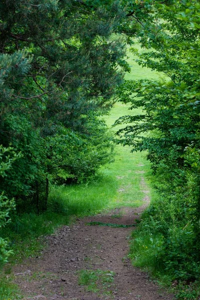 Ormandaki yeşil ağaçlar arasındaki patikanın dikey görüntüsü.