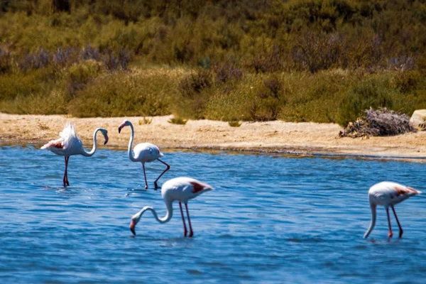Freilebende Flamingos Der Camargue Südfrankreich Auf Einer Lagune Der Nähe — Stockfoto