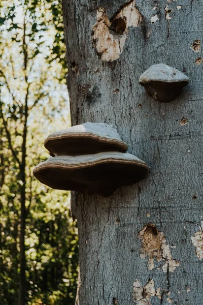 Hollanda ormanlarındaki bir ağacın kenarında yetişen mantarlar.