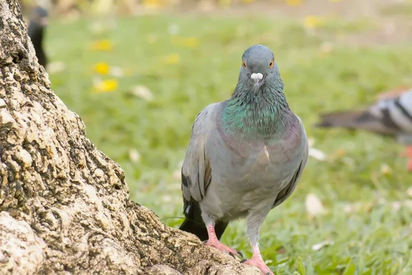 Eine Nahaufnahme Einer Taube Die Der Nähe Eines Baumstammes Grünen — Stockfoto