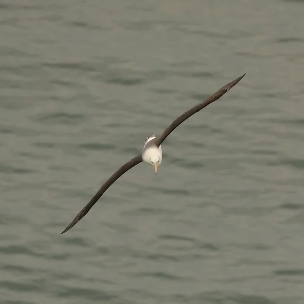 Een Selectieve Focusopname Van Een Albatros Die Zee Vliegt Flamborough — Stockfoto