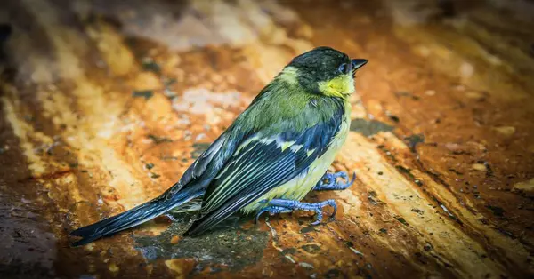 Closeup Great Tit Sitting Wooden Surface — Stock Photo, Image