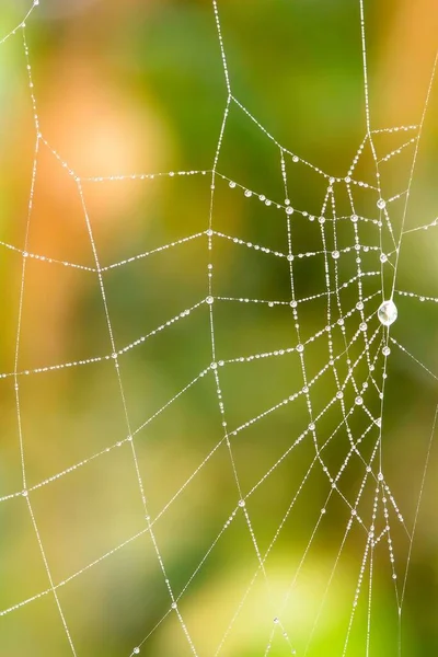 Gros Plan Vertical Toiles Araignée Dans Une Forêt Pendant Journée — Photo