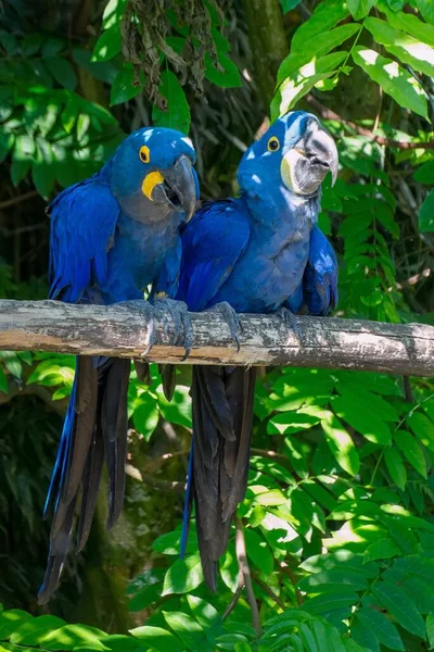 Vue Verticale Deux Oiseaux Aras Jacinthes Bleus Perchés Sur Branche — Photo