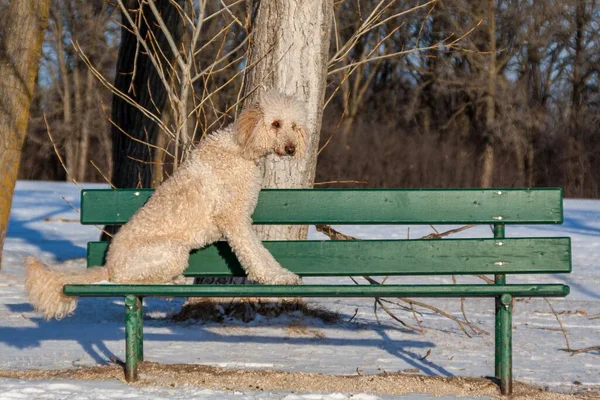 Parktaki bankta oturan krem rengi bir kaniş..
