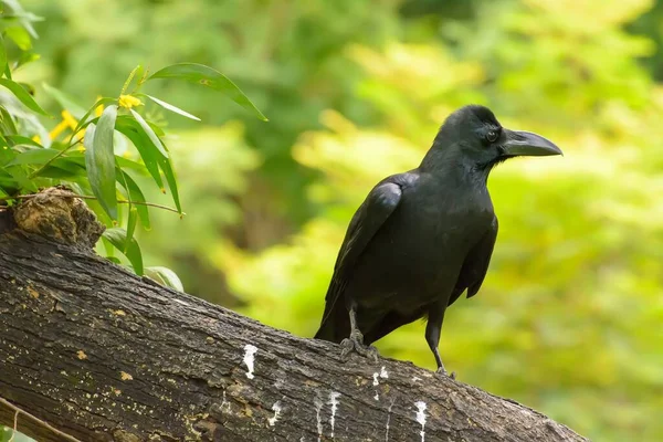 Gün boyunca parkta çimlerin üzerinde bir karganın yakın çekim görüntüsü.