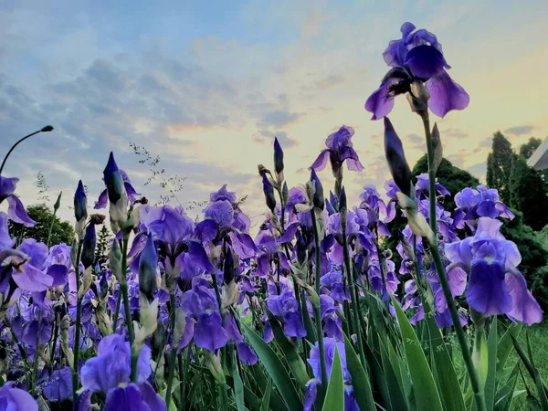 Primer Plano Iris Púrpura Jardín — Foto de Stock