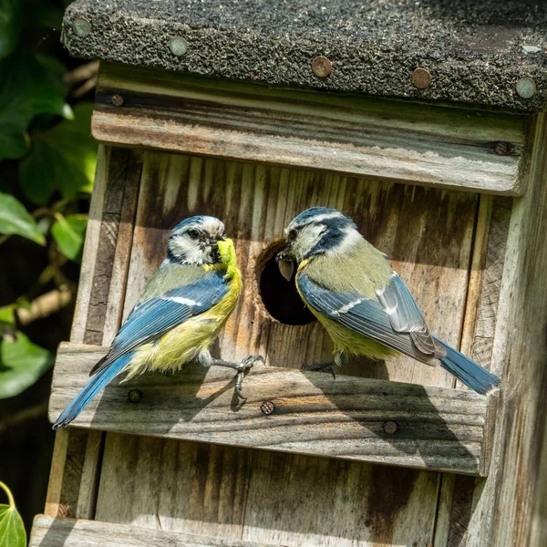 Two Eurasian Blue Tits Perched Wooden Birdhouse — Stok fotoğraf