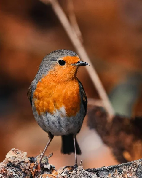 Vertical Close View European Robin Perching Wood — Stock Photo, Image