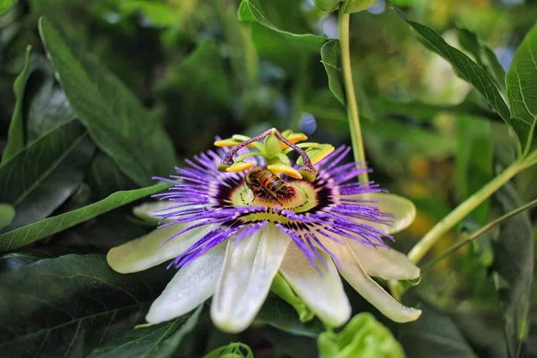 Une Fleur Blanche Violette Dans Jardin — Photo