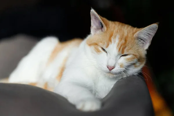 A closeup of an adorable sleepy cat on an armchair