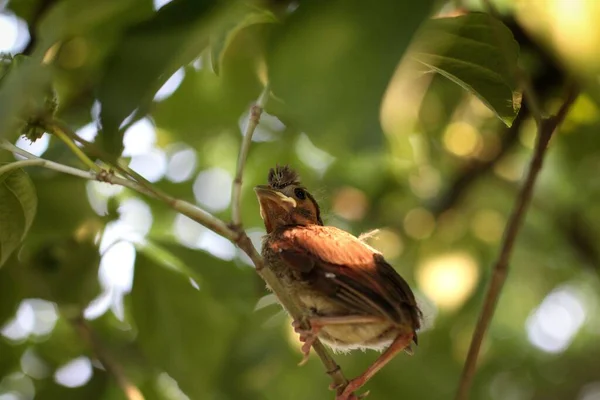 Ptak Usiadł Gałęzi Drzewa — Zdjęcie stockowe