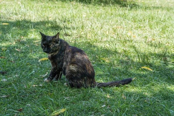 Den Inhemska Katten Sitter Det Gröna Gräset Solig Dag — Stockfoto
