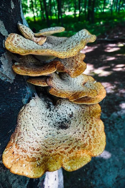 Pilze Wachsen Der Seite Eines Baumes Wald Den Niederlanden — Stockfoto