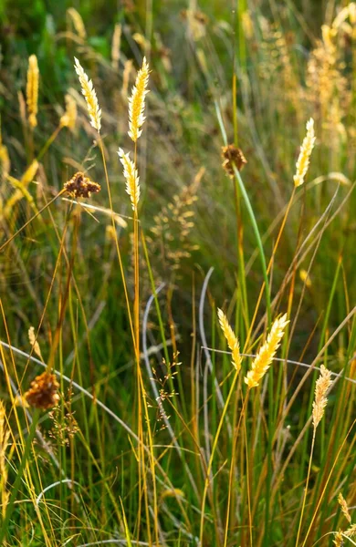 Blacklight Grassprieten Een Zonnige Dag — Stockfoto