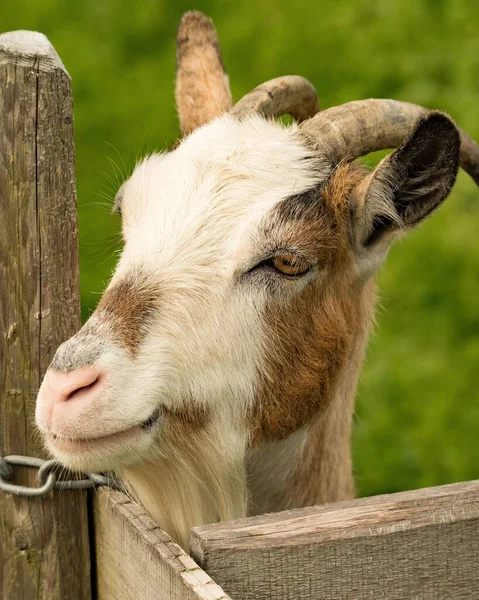 Pionowy Portret Amerykańskiego Pigmeja Obok Drewnianego Płotu Patrzącego Bok — Zdjęcie stockowe