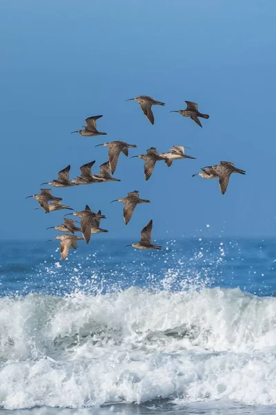 Curlew Pico Largo Numenius Americanus Bandada Aves Volando Bajo Las — Foto de Stock