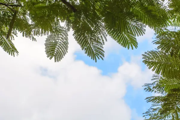 Árbol Verde Sobre Fondo Cielo Nublado — Foto de Stock