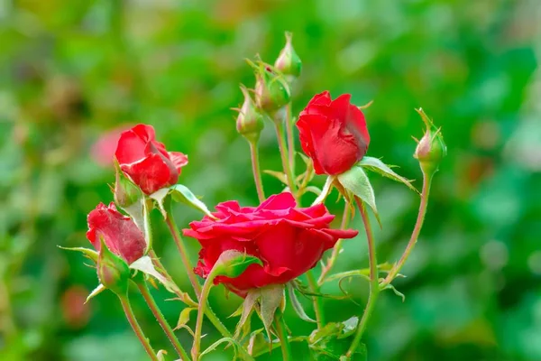 Eine Nahaufnahme Von Roten Rosen Einem Wald Während Des Tages — Stockfoto
