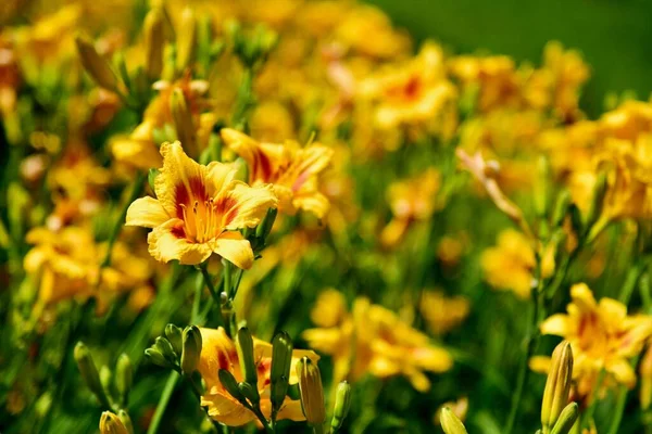 Eine Nahaufnahme Von Hemerocallis Tiger Swirl Daylily Schöne Leuchtend Gelbe — Stockfoto