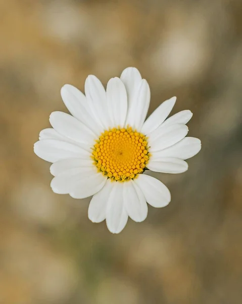 Marguerite Ouverte Avec Ses Pétales Blancs Poussant Sur Sol Forestier — Photo