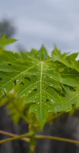 Eine Nahaufnahme Eines Grünen Ahornblattes Mit Wassertropfen Darauf — Stockfoto