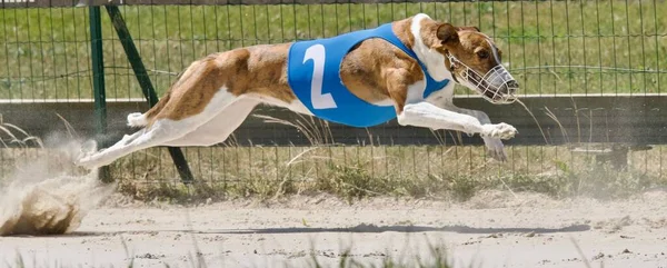 Perro Galgo Húngaro Compitiendo Una Competición Chatillon Palud Francia — Foto de Stock