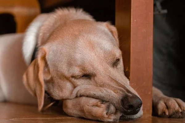 一只可爱的拉布拉多猎犬在沉睡中表现出温暖 舒适和秋天的审美情调 — 图库照片