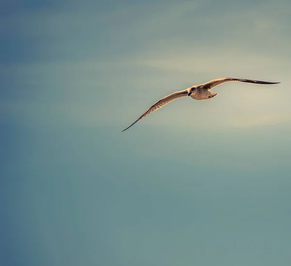 一只海鸥在浅蓝色天空背景下的特写镜头 — 图库照片