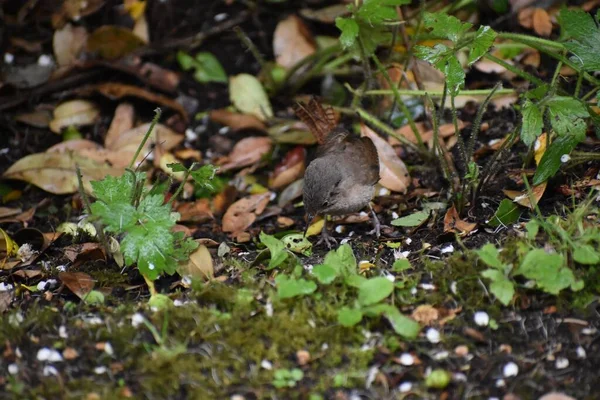 Bahçedeki bıyıklı turkanın yakın plan fotoğrafı.