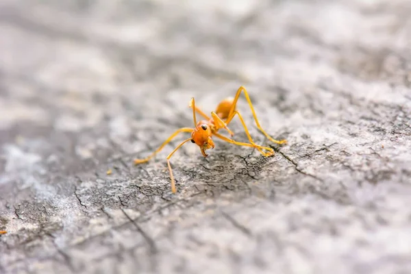 Μια Κοντινή Φωτογραφία Πορτοκαλί Μυρμήγκι Στο Πάτωμα — Φωτογραφία Αρχείου