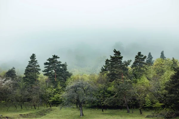 Hermoso Tiro Árboles Verdes Campo Tiempo Niebla — Foto de Stock