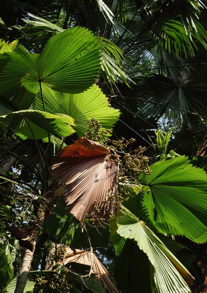 Arbres Feuilles Vertes Dans Forêt Tropicale Humide Sri Lanka — Photo