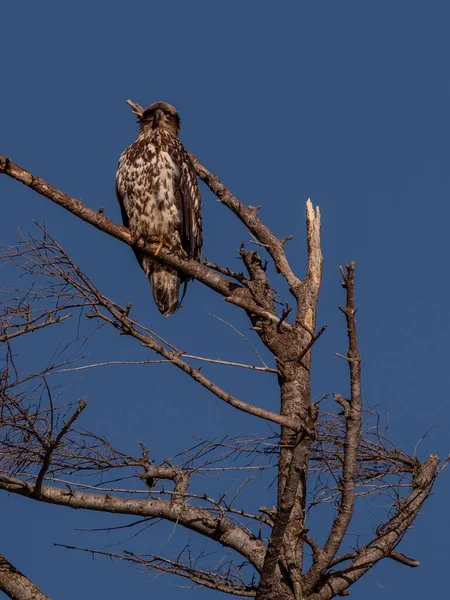 海尔井省公园蓝天下干树枝上秃头小鹰的垂直特写 — 图库照片