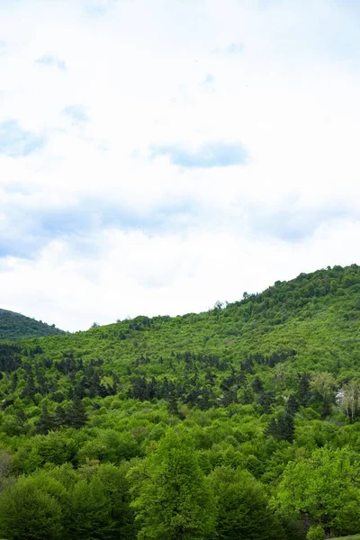 Een Verticaal Schot Van Een Groene Beboste Heuvel — Stockfoto
