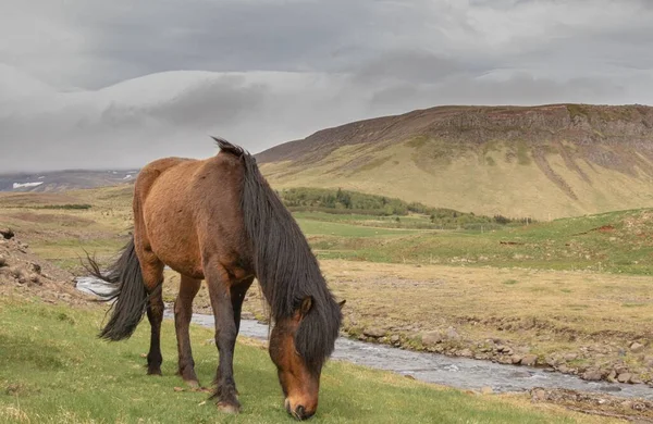 Caballo Marrón Naturaleza Islandia —  Fotos de Stock