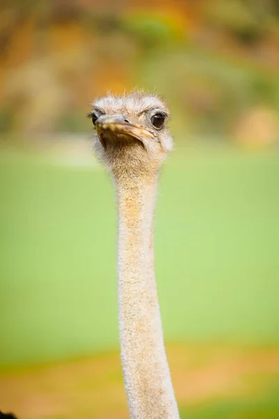 Ostrich Looking Directly Camera Funny — Stock Photo, Image