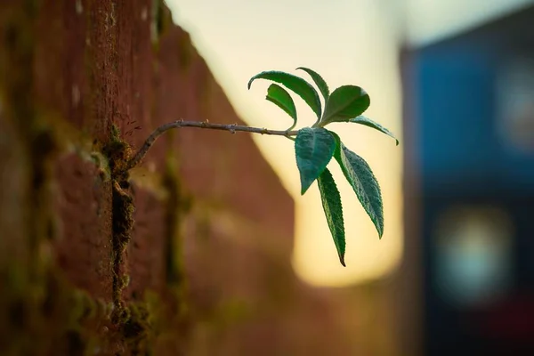 レンガの壁から成長した植物の小さな枝のクローズアップショット 自然の強さ — ストック写真