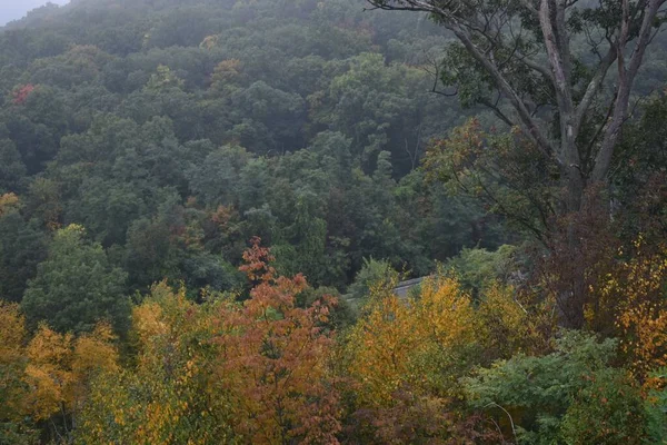 Eine Luftaufnahme Von Herbstbäumen Den Bergen — Stockfoto