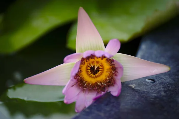 Selective Focus Shot Blooming Pink Lotus — Stock Photo, Image